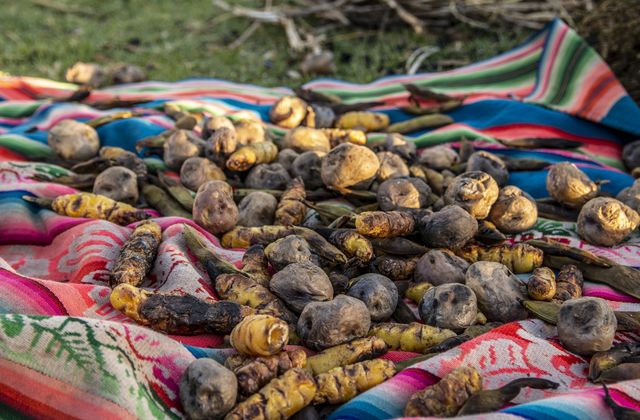 Peru_Kartoffel Experience
