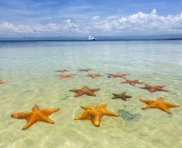Panama Bocas del Toro Seesterne