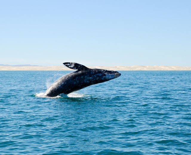 Mexiko Baja California Wal iStock 96781668