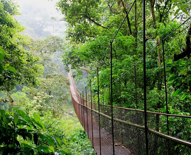 Panama Boquete Hanging Bridges (3)