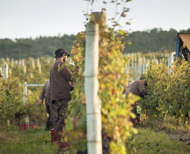 uruguay Weingut Arbeiter