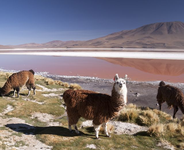 Bolivien Uyuni Laguna Colorada Lama iStock 497657108