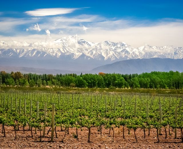 Argentinien Mendoza Weingebiet iStock 693410412