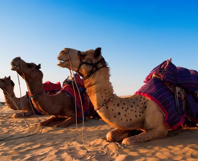 Indien Rajasthan Kamele Safari Reiten Wueste Tier suess