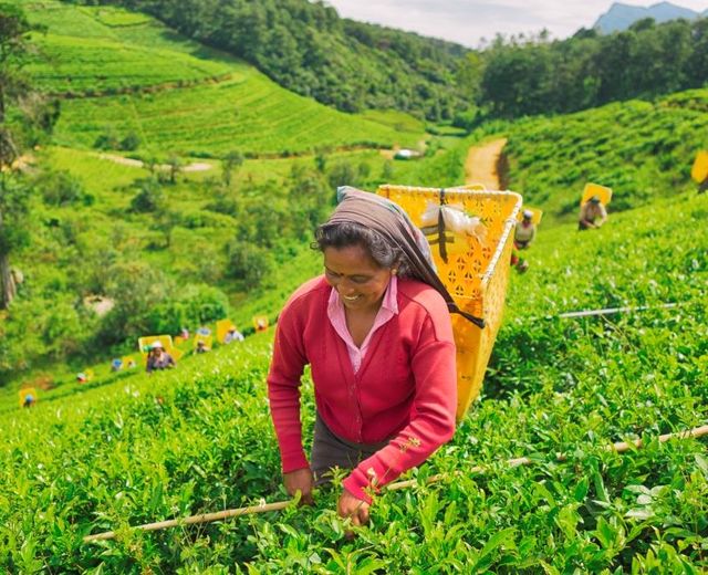 Sri Lanka Nuwara Eliya Tee Pflueckerin Plantage