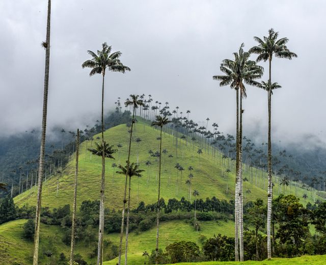 Kolumbien Cocora Tal test2