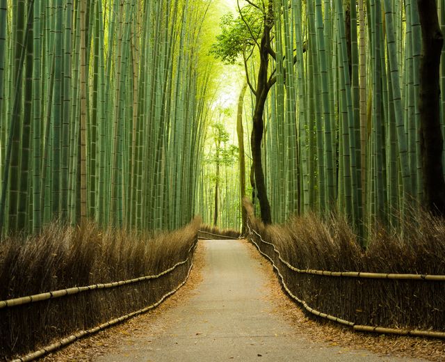 Reise Japan - Bambuswald Arashiyama Kyoto - iStock 538811116