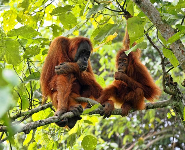 Indonesien Sumatra Bukit Lawang Orangutans Dschungel AdobeStock 733060224