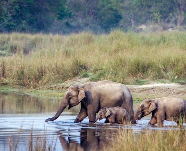 Nepal Chitwan Nationalpark AdobeStock 114831781