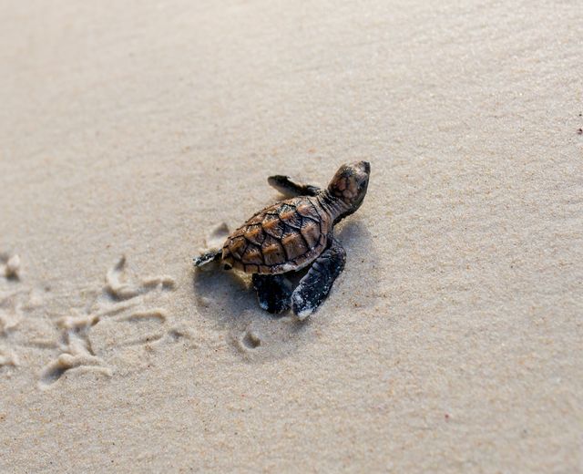 Indonesien Sukamade Schildkröte Strand AdobeStock 464579061