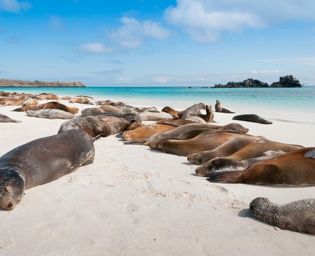 Ecuador Galapagos sleeping sea lions AdobeStock 54628711