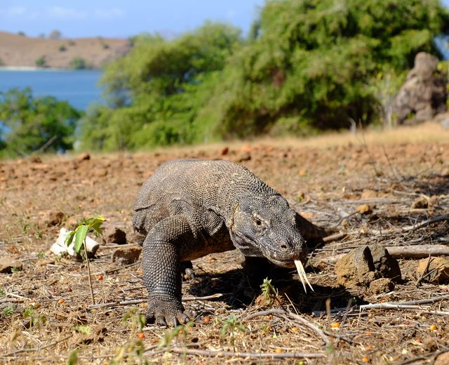Indonesien - Komodo - Varan