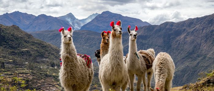 Peru Anden Lama 2 AdobeStock 305533200