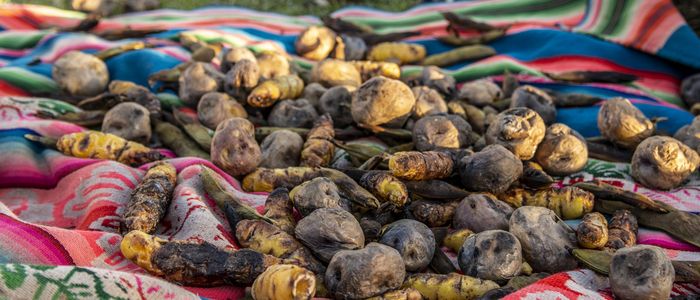 Peru_Kartoffel Experience