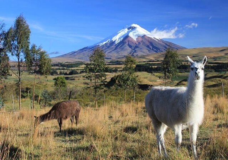 7 cotopaxi