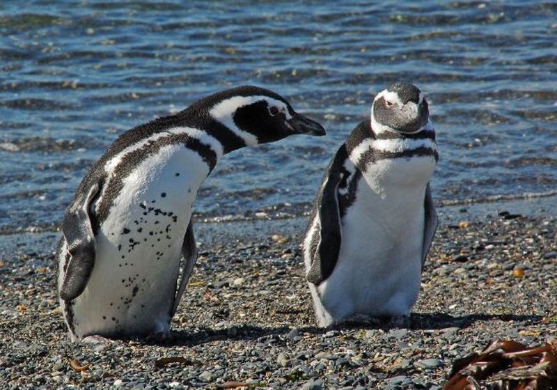 Pinguine auf der Isla Martillo