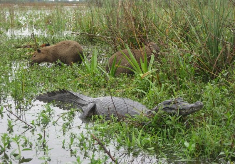 ibera wasserschwein