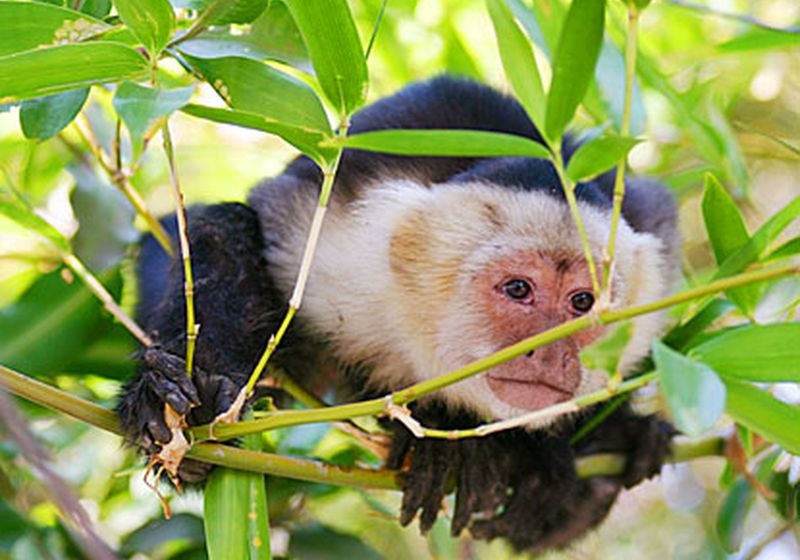 costa rica corcovado national park