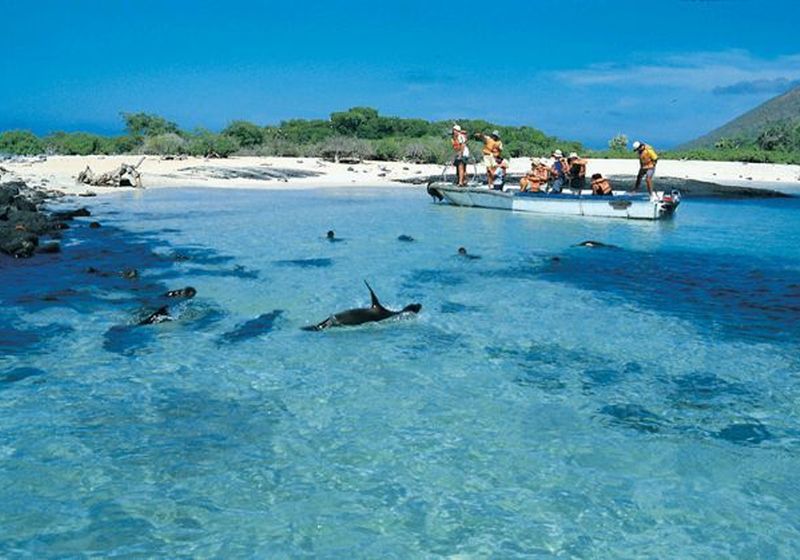 galapagos panga
