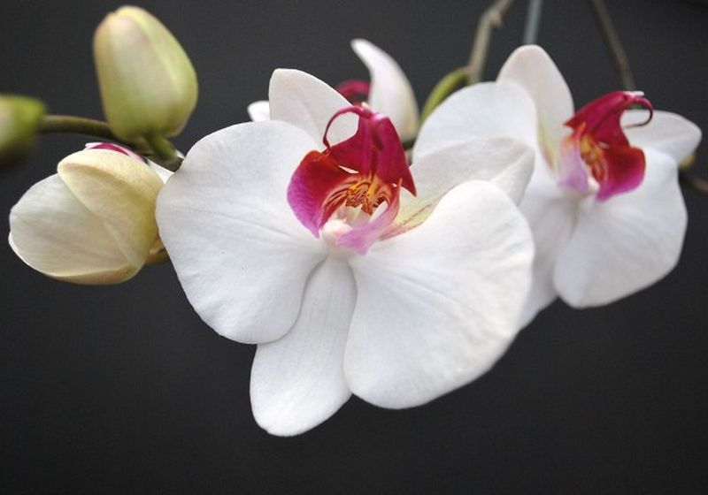 orquidea soroa