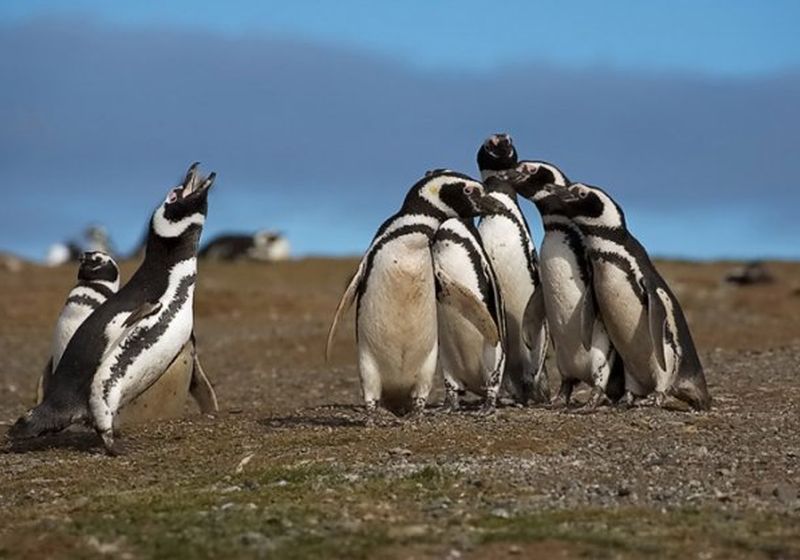 pinguins 1 4