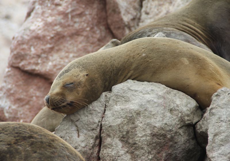 Islas Ballestas Robbe