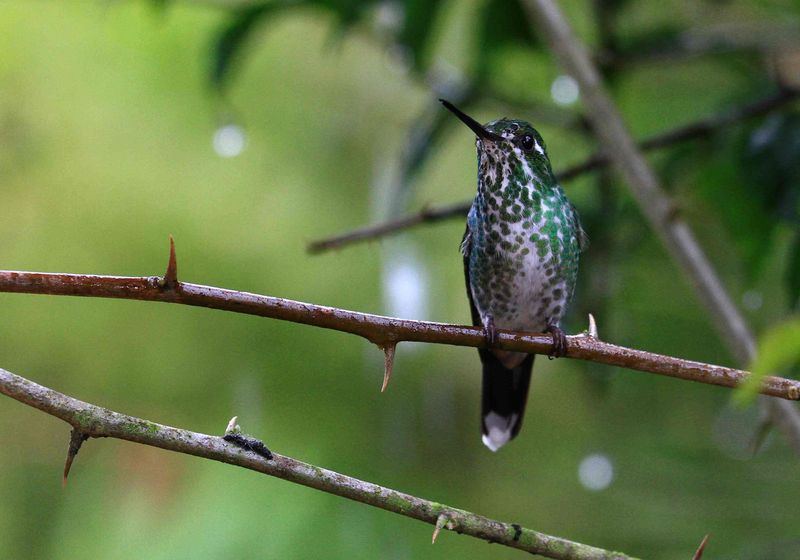 Ecuador Mindo Kolibri2