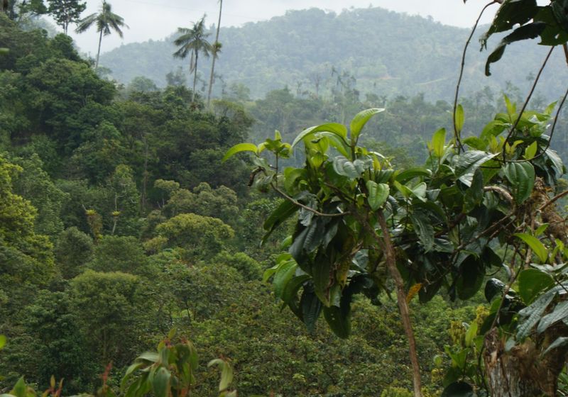 Ecuador mindo
