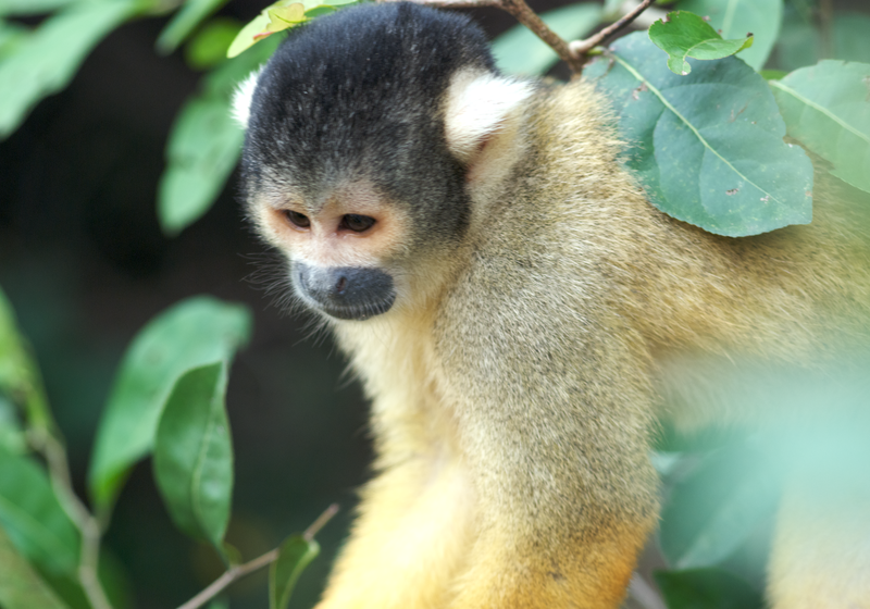 bolivien dschungel affe