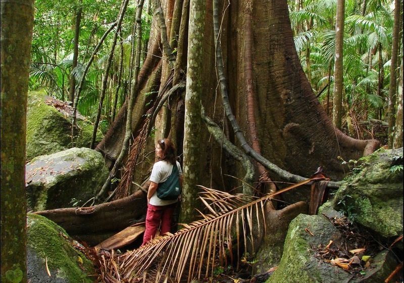 brasilien amazonas rainforest