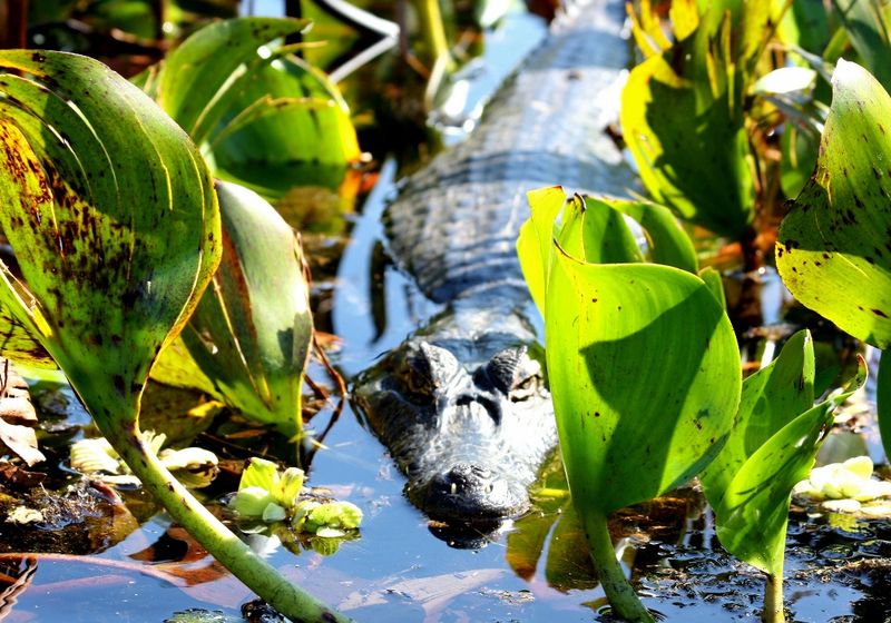 brasilien pantanal2