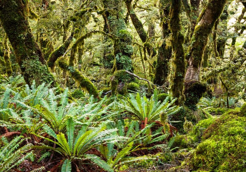 costarica cloudforest