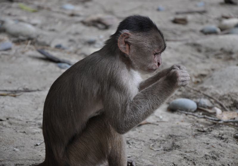 ecuador amazonas kapuzineraffe-Latventure
