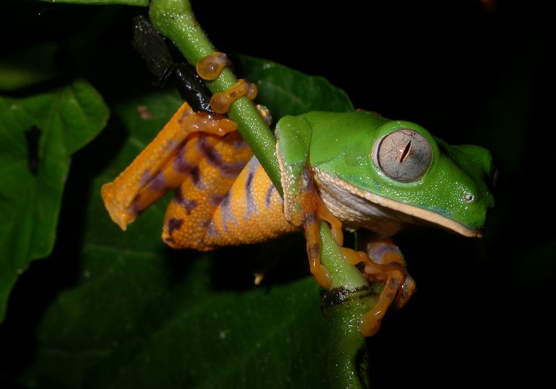 ecuador amazonas sacha lodge frosch2