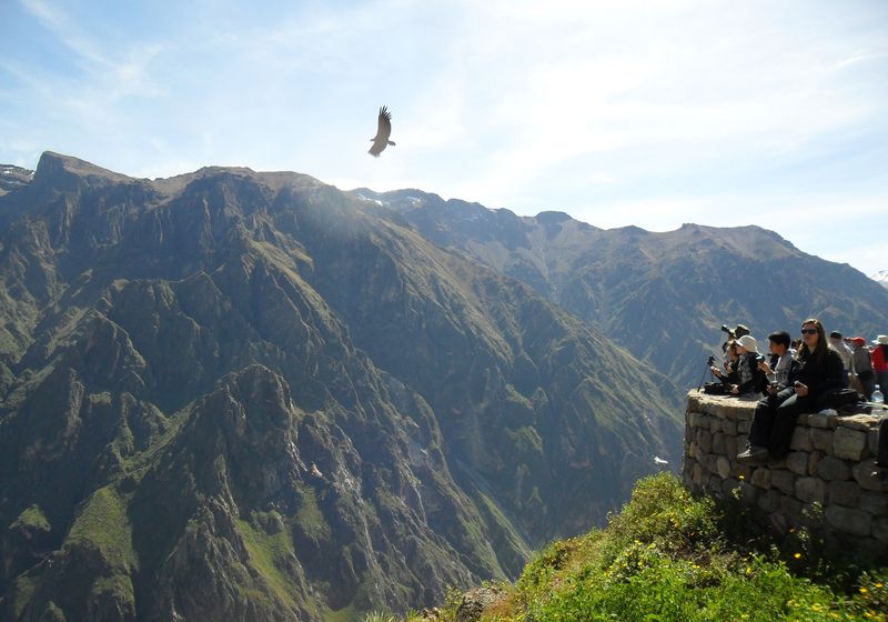 peru colca canyon cruz del condor