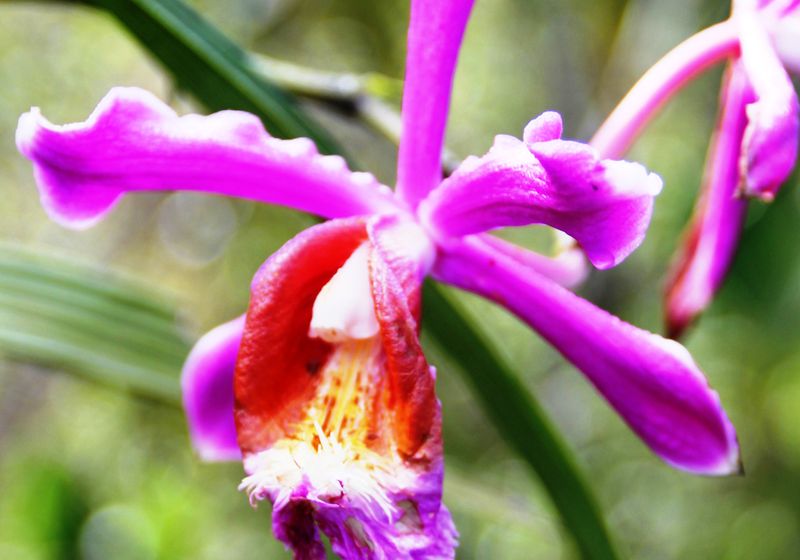 peru machupicchu flora