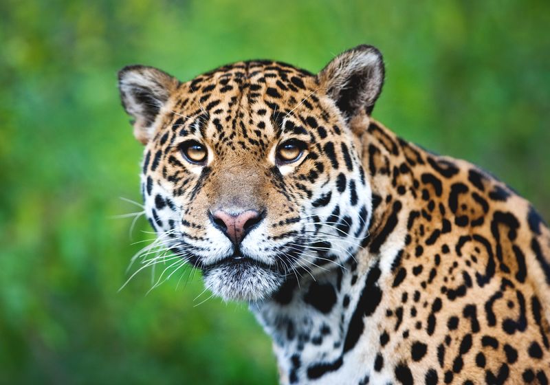 peru eco amazonia lodge leopard