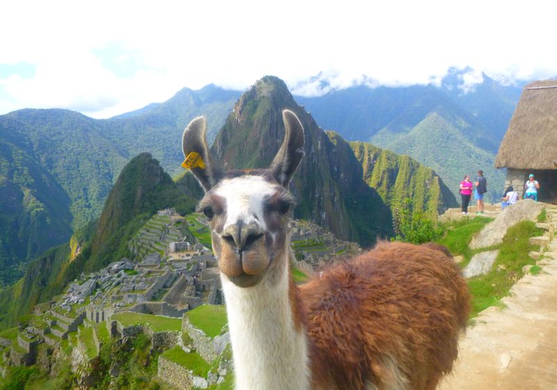 peru machupicchu lama