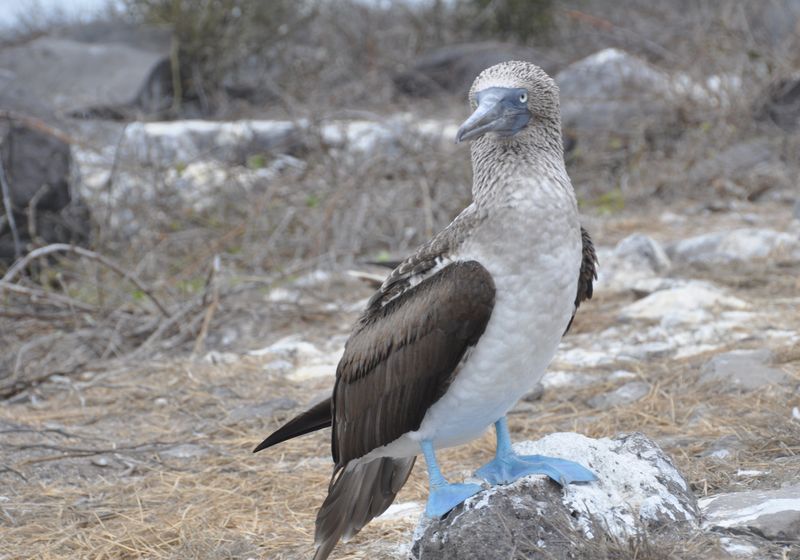 ecuador blaufusstoelpel