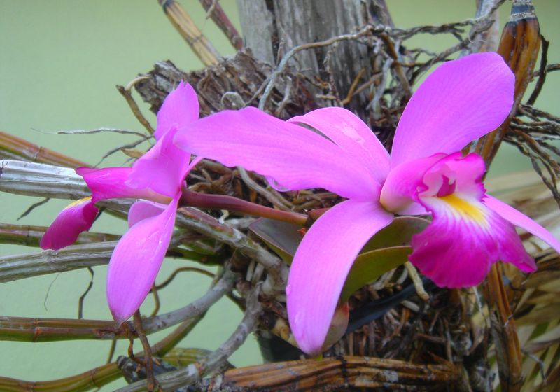 orchids of amazonat 5