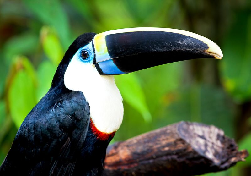 peru amazonas tukan