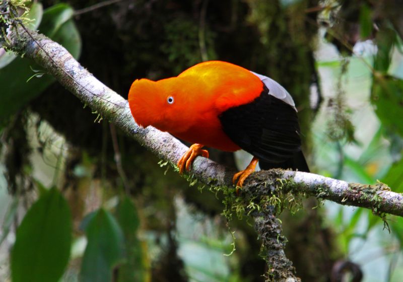 peru amazonas gallito de las rocas
