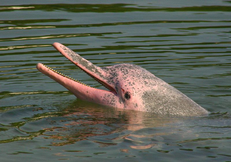 peru amazonas rosa delfin