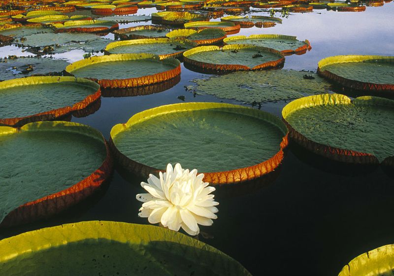peru amazonas victoriaregia