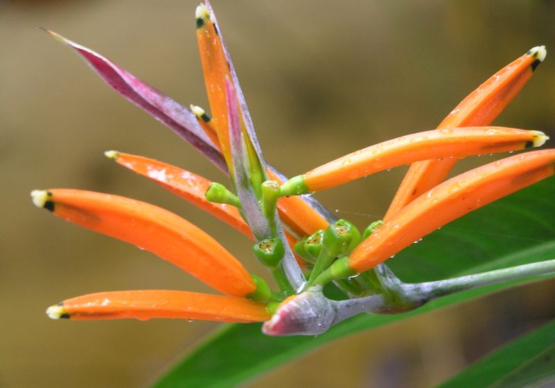 peru tambopata blume