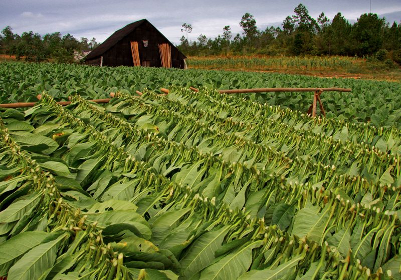 kuba vinales tabakplantage