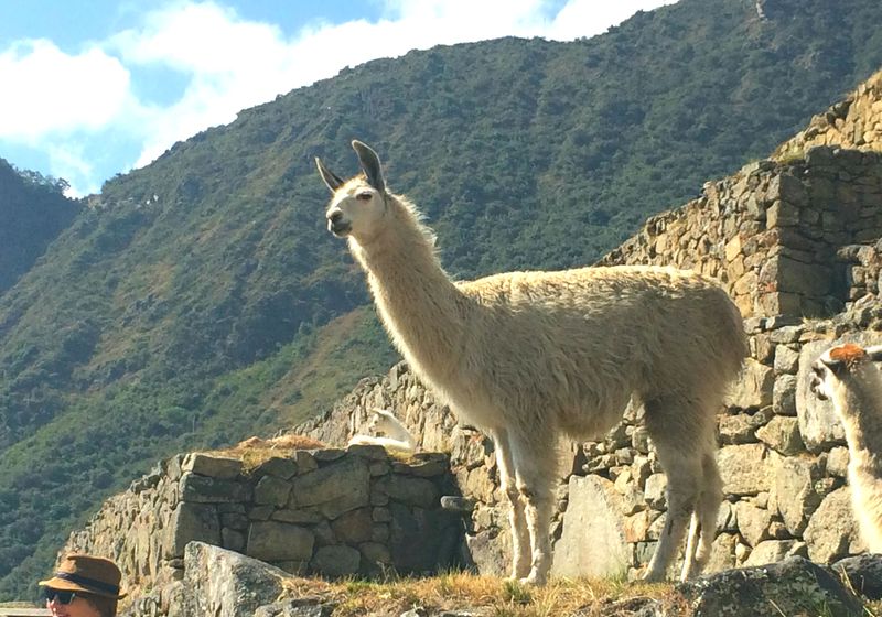 peru machu picchu lama