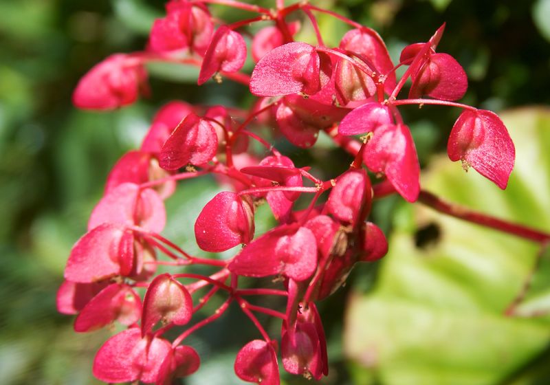 peru salkantey blume