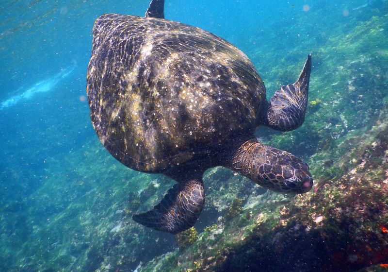 Meeresschildkröte bei den Galapagosinseln
