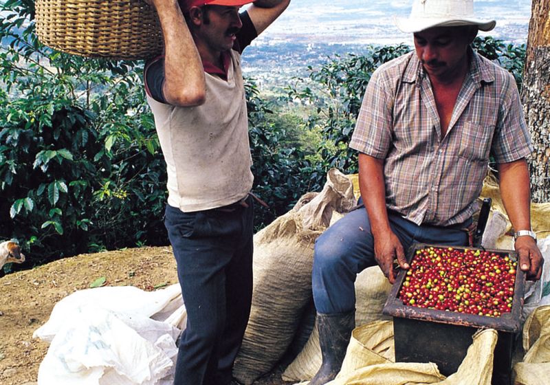 costa rica hohepunkte kaffeeplantage